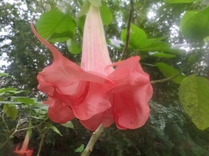 Brugmansia ‘Blessed’ - Angel Trumpet